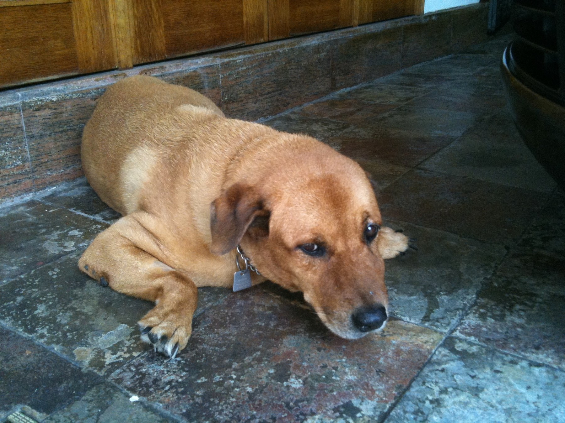 Brownie — Brownie Floor 1