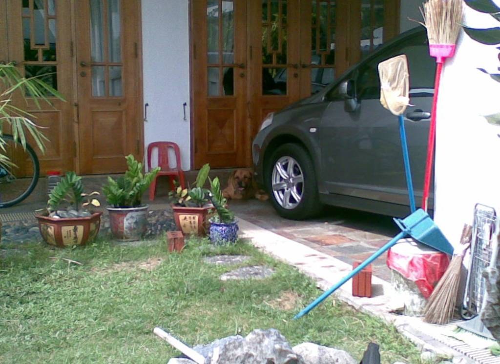 Brownie — Brownie Garden 2