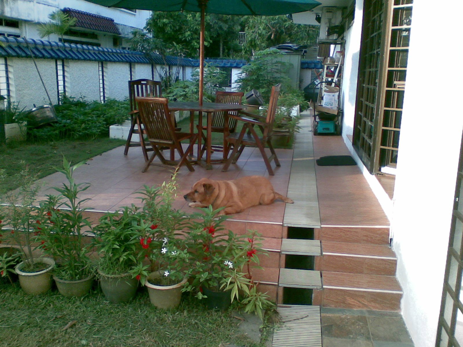 Brownie — Brownie Garden Steps