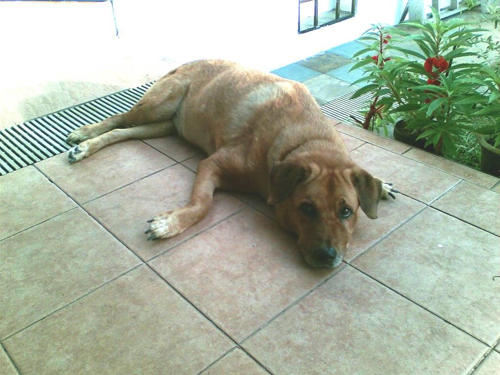 Brownie — Brownie Home 1