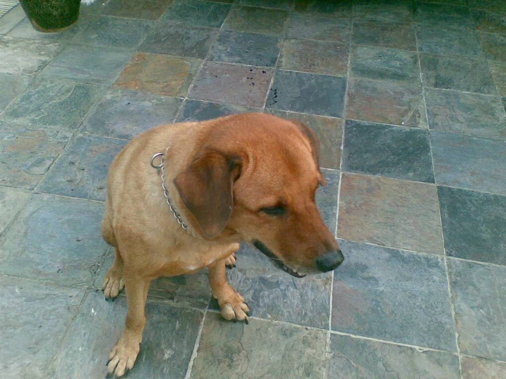 Brownie — Brownie Portrait Outside