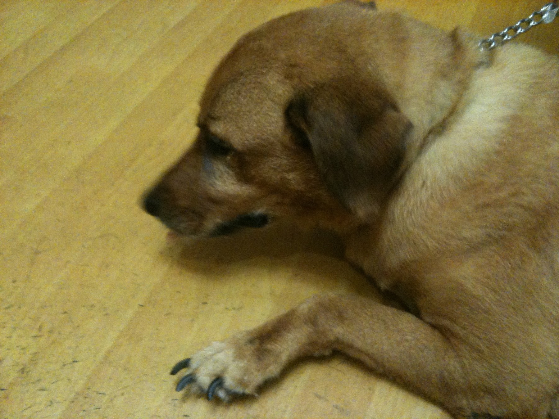 Brownie — Brownie Resting