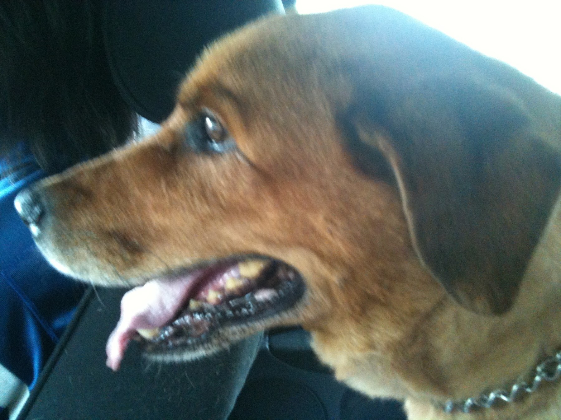 Brownie — Brownie Smile