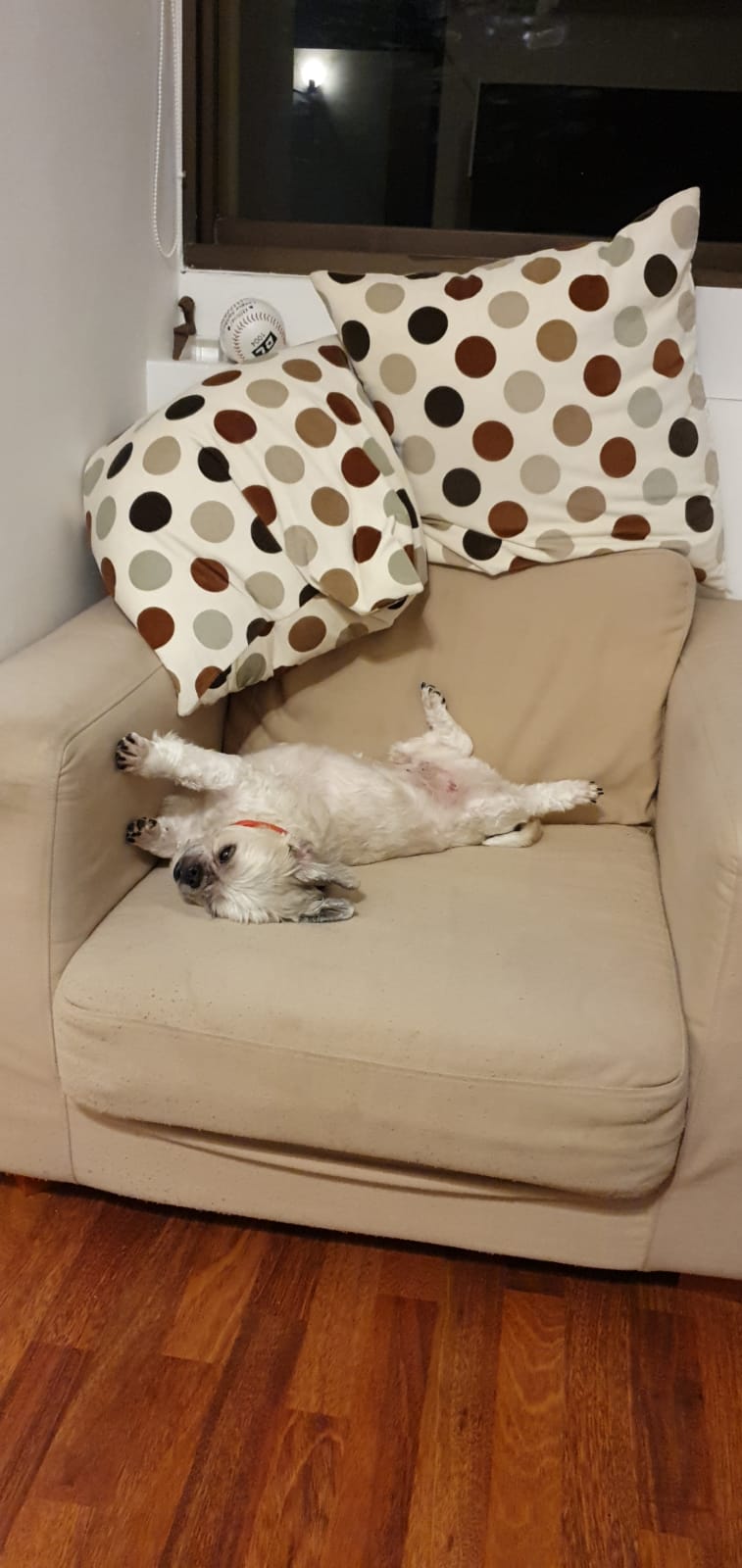 TungTung — A precious memory